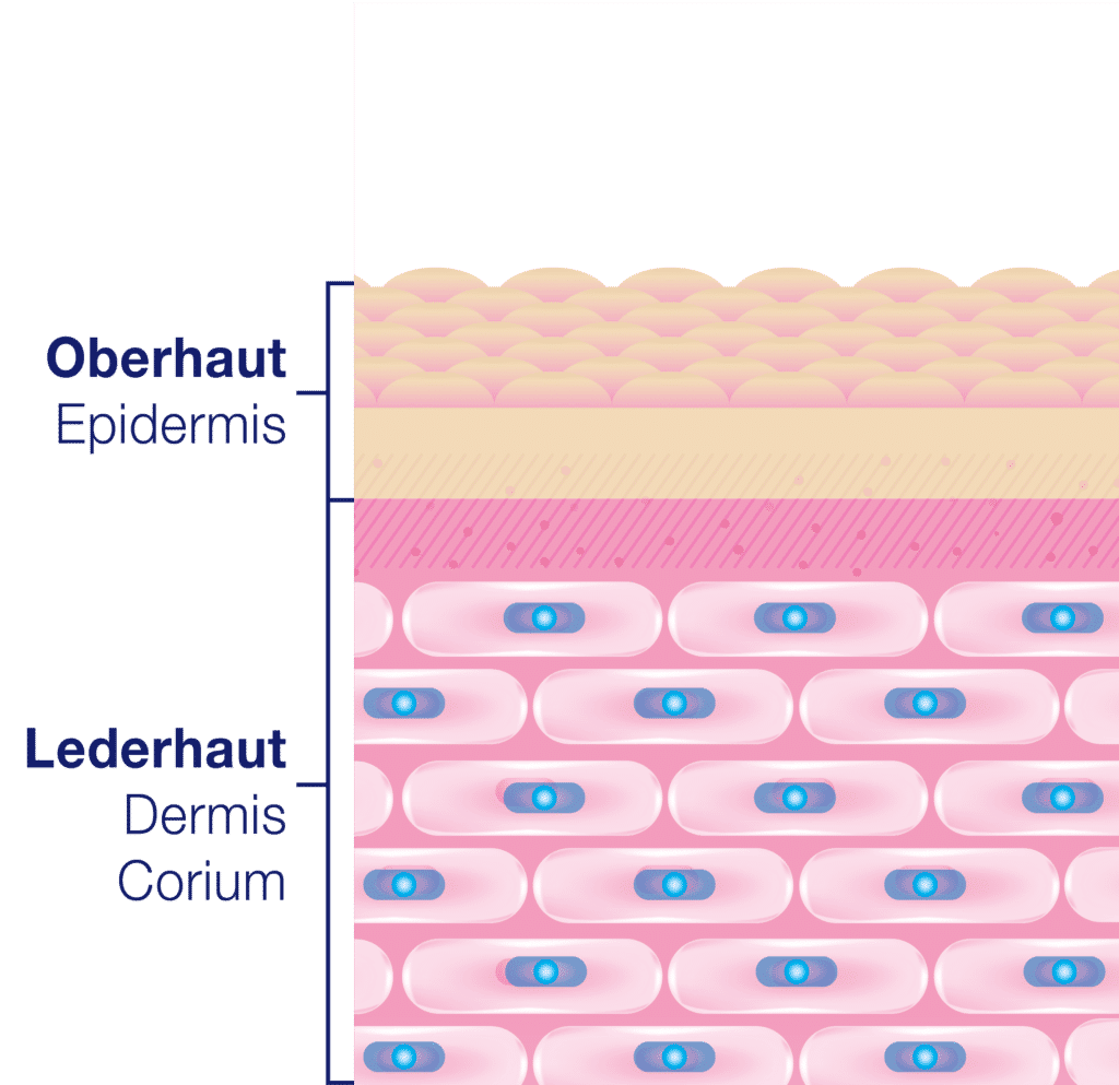 numis® med Aufbau normale Haut Grafik